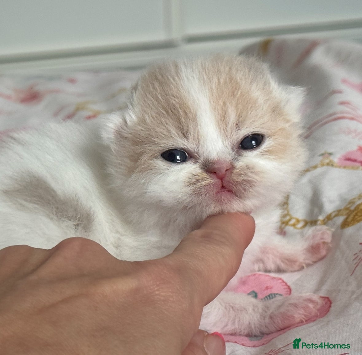 British Shorthair cats Tica SGC dam Lilac tortie and white daughter  - Advert 2