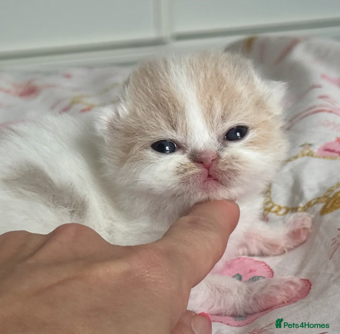 British Shorthair cats for sale: Tica SGC dam Lilac tortie and white daughter  - Advert 1
