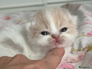 British Shorthair cats Tica SGC dam Lilac tortie and white daughter - Advert 1