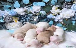 Miniature Dachshund dogs for sale: Stunning KC Reg Clear Cream Mini Dachshunds   - Image 7