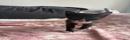 Domestic Shorthair cats for sale: Beautiful kittens 5* homes  - Advert 15