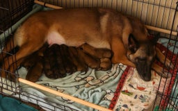 Belgian Shepherd Dog dogs for sale: Belgian Shepherd  - Image 1