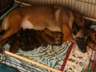 Belgian Shepherd Dog dogs for sale - Advert 1