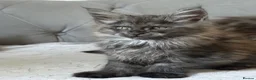 Maine Coon cats for sale: Large Tica Polly kittens - Advert 14