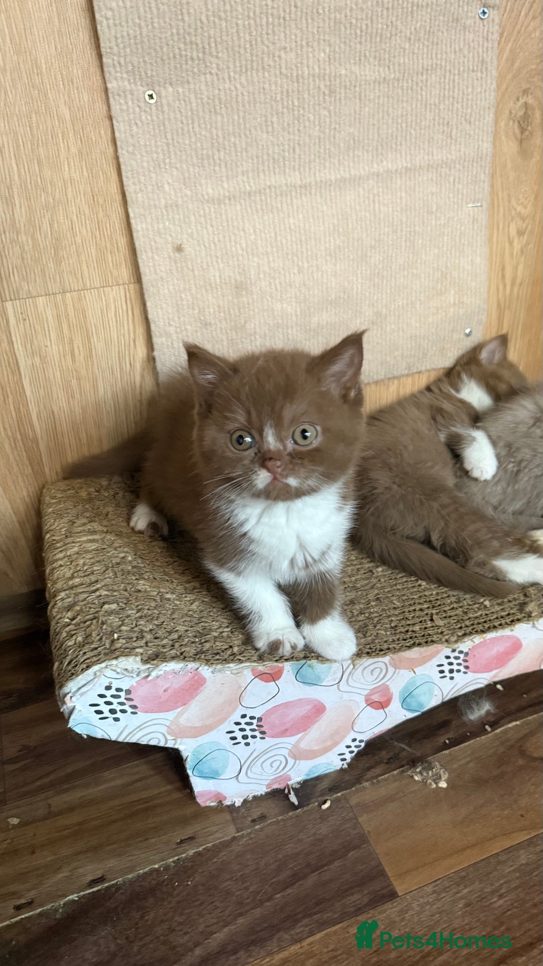 British Shorthair cats for sale: BSH kittens parents gccf - Image 14