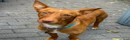 Mixed Breed dogs for adoption: Shadow - Podenco Maneto  in Birmingham - Advert 3