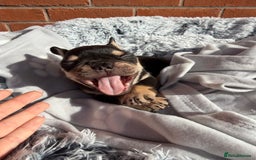 French Bulldog dogs for sale: 7 BEAUTIFUL FRENCHIE PUPPIES FOR SALE 🐾🐶  - Image 26