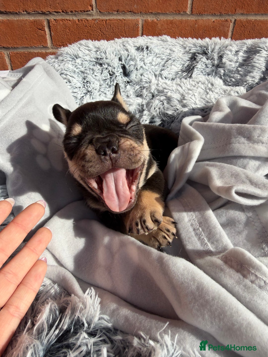 French Bulldog dogs for sale: 7 BEAUTIFUL FRENCHIE PUPPIES FOR SALE 🐾🐶  - Image 26
