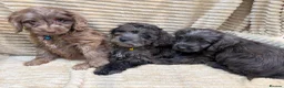 Cockapoo dogs for sale: Beautiful Cockapoo Puppies  - Advert 5