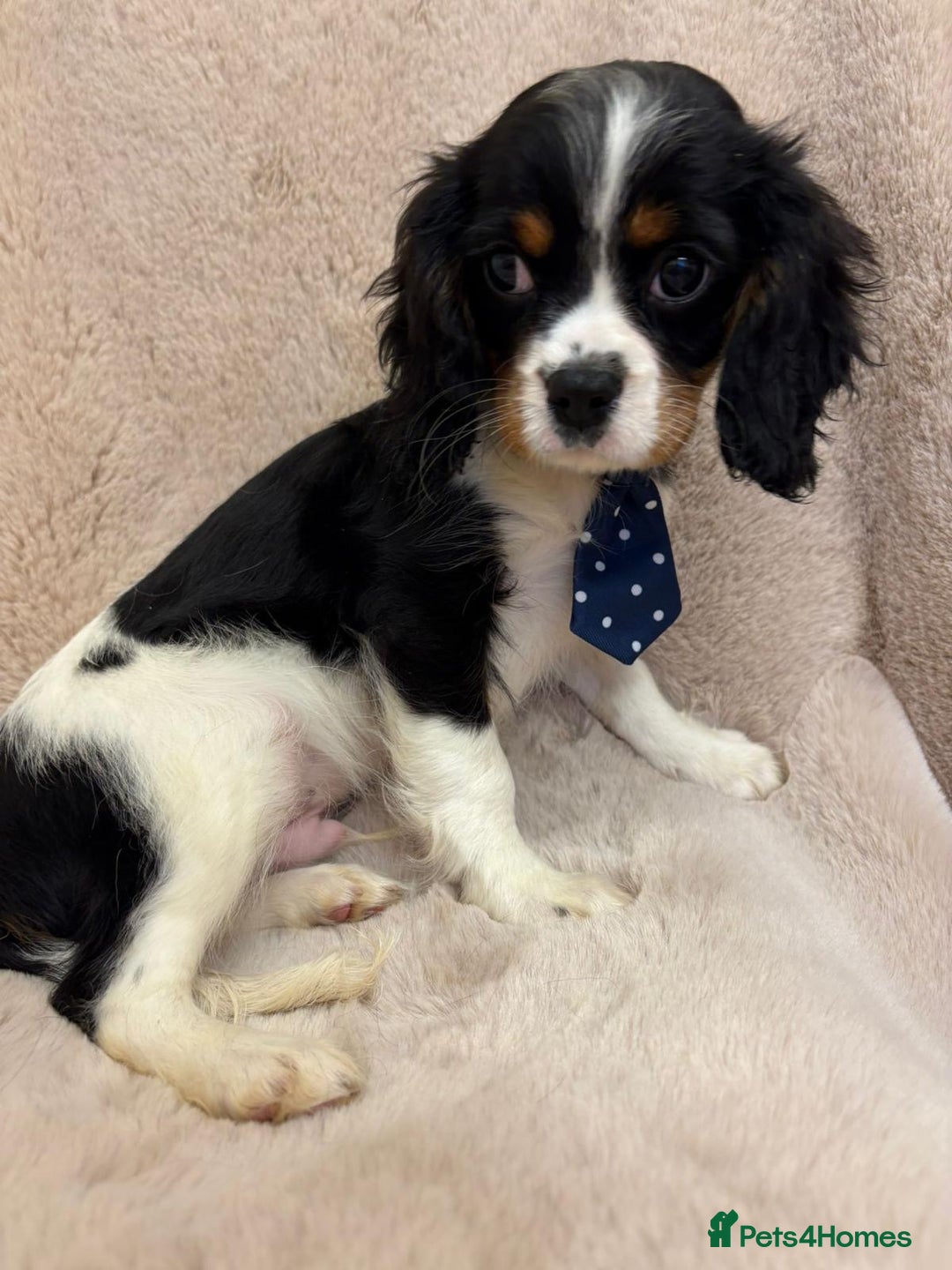 Cavalier King Charles Spaniel dogs for sale: Beautiful Cavalier, King, Charles boy ❤️ - Image 6