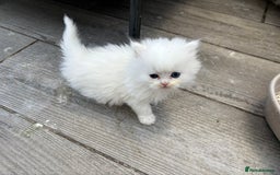 Persian cats for sale: Pure chinchilla doll face Persian kittens - Image 8