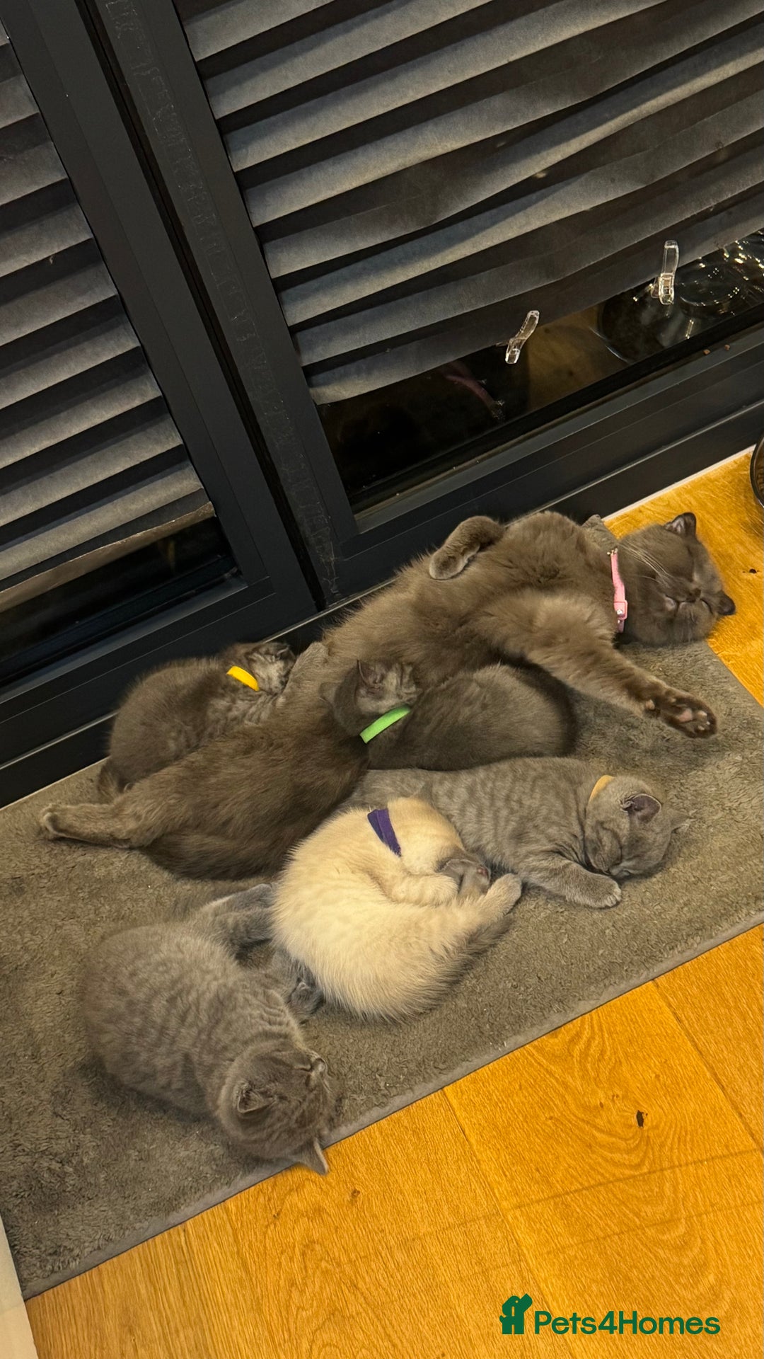 British Shorthair cats for sale: Adorable British blue Shorthair Kittens  - Image 27