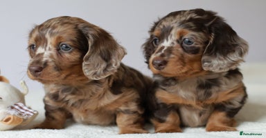 Miniature Dachshund dogs - Advert 5