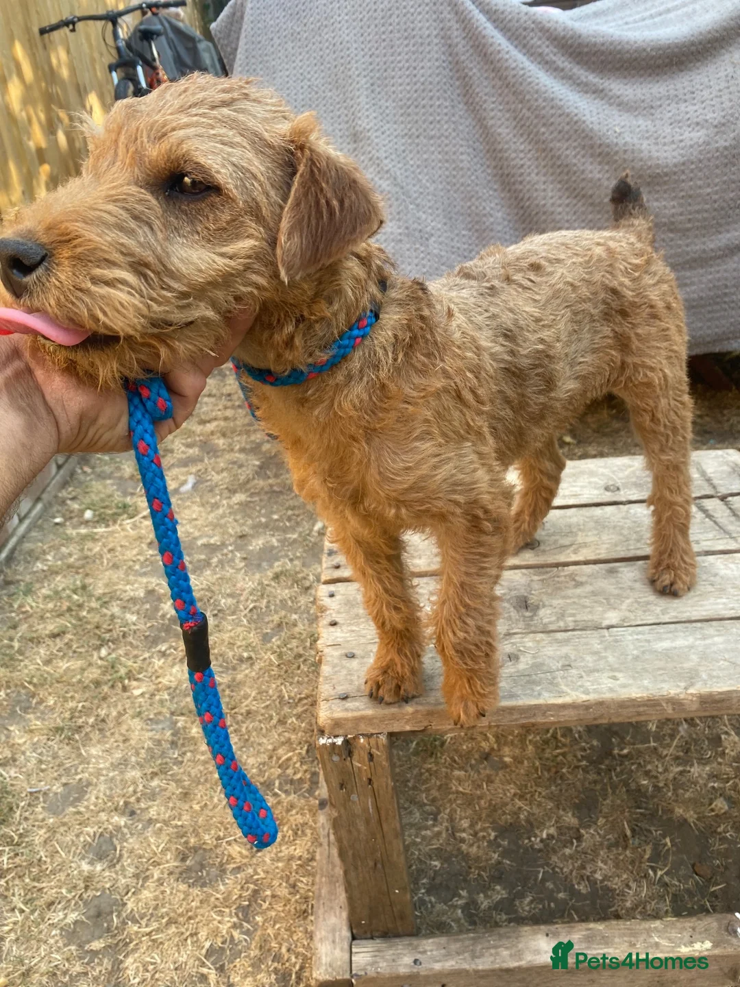 Lakeland Terrier dogs for sale: Male Lakeland terrier in Wantage - Advert 1