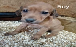 Mixed Breed dogs for sale: 9 Irish setter X lurcher pups - Image 9