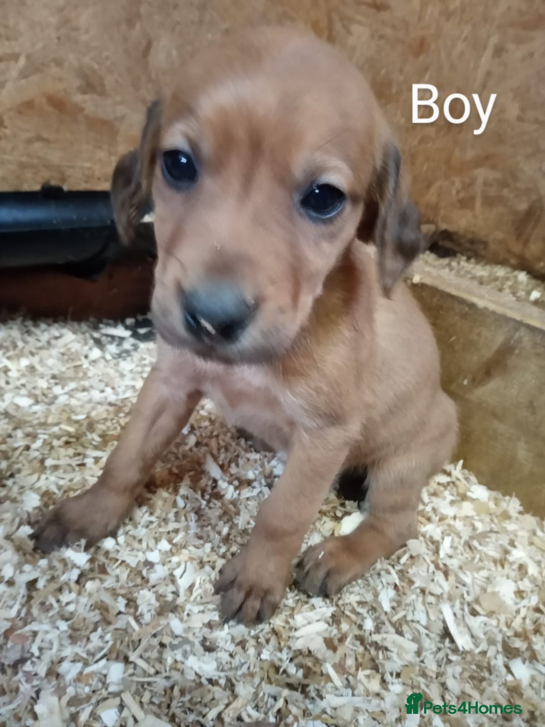 Mixed Breed dogs for sale: 9 Irish setter X lurcher pups - Image 9