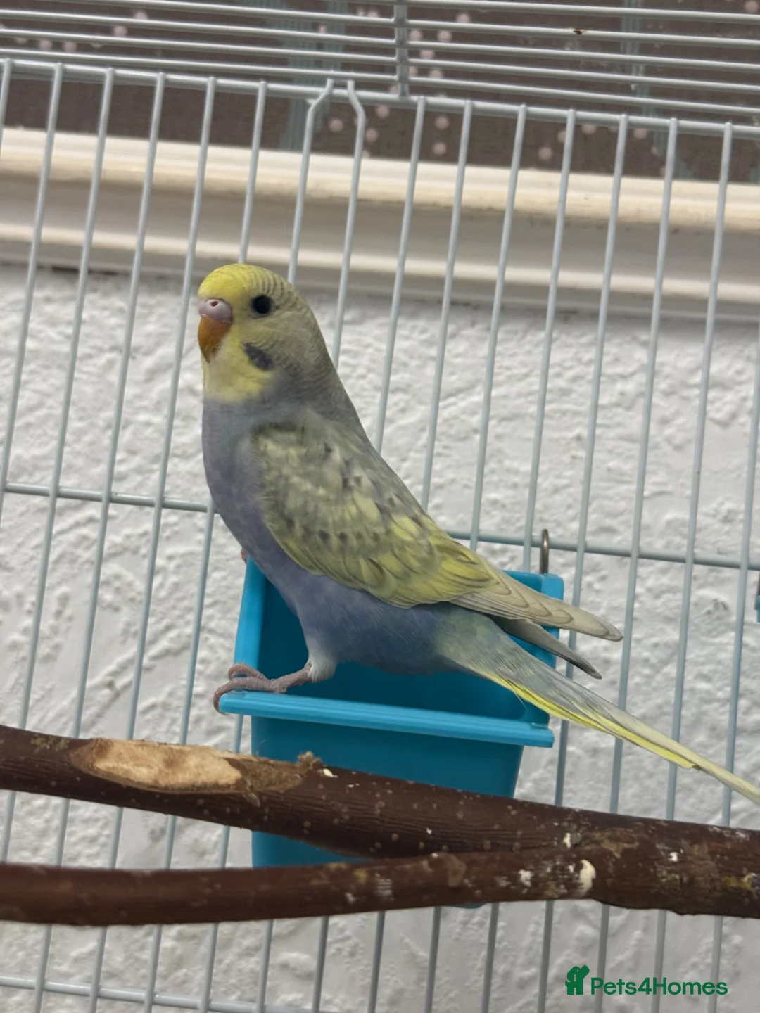 Budgerigars birds for sale: 2 young budgies 6-8 weeks old  - Advert 2