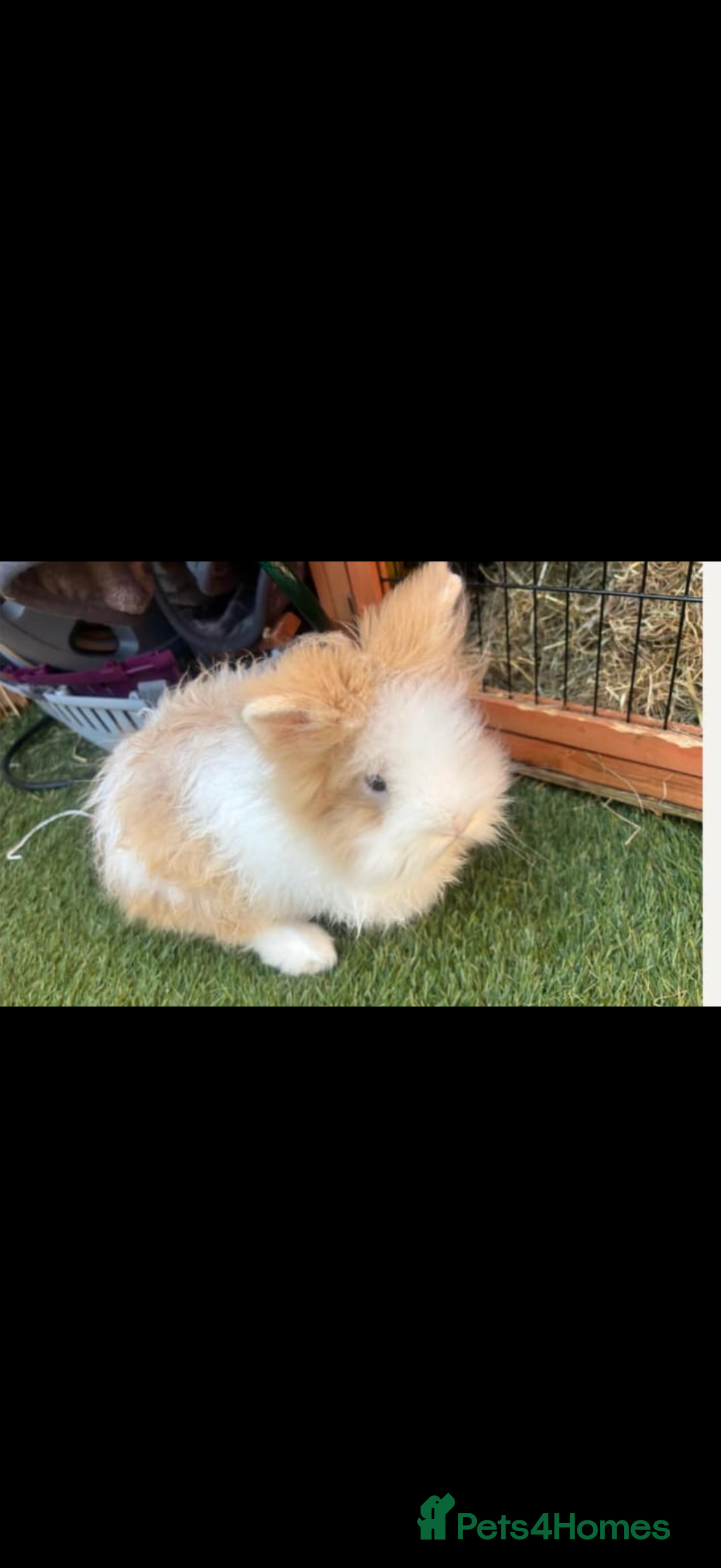 Lionhead rabbits 2 rabbits (bonded pair)  - Advert 2