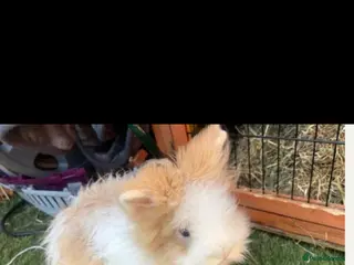 Lionhead rabbits 2 rabbits (bonded pair) - Advert 17