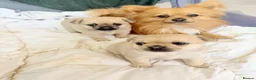 Pug dogs for sale: Pug x Pomeranian mixed breed puppies 🐕 - Advert 5