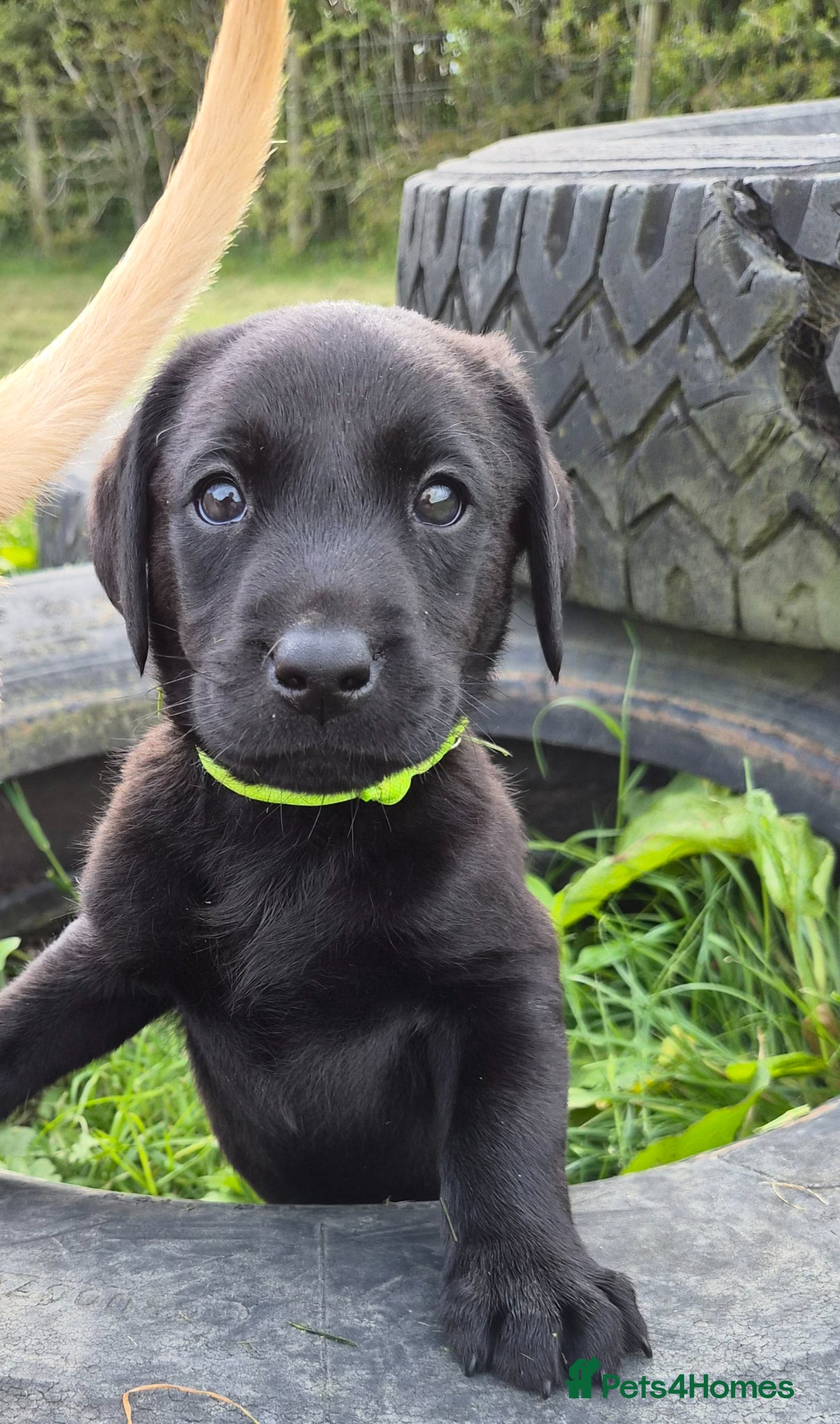 Labrador Retriever dogs KC Registered Labrador Puppies  - Advert 14
