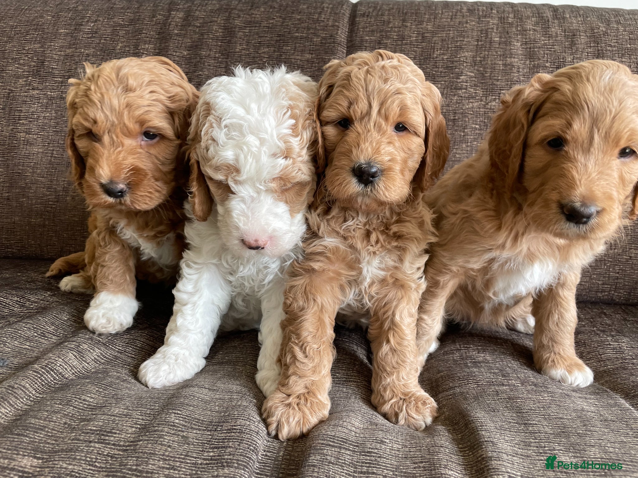 Double Doodle dogs PRICE REDUCED! - 3 Girls and 1 Boy. - Advert 3
