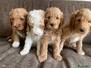 Double Doodle dogs PRICE REDUCED! - 3 Girls and 1 Boy. - Advert 3