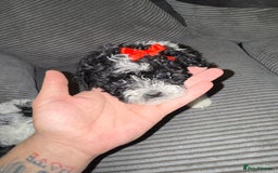 Mixed Breed dogs for sale: 4 little ones looking for a new home ❤️🩵💙 - Image 8