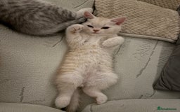 Scottish Fold cats for sale: 5 kittens Ready to find their forever homes  - Image 27