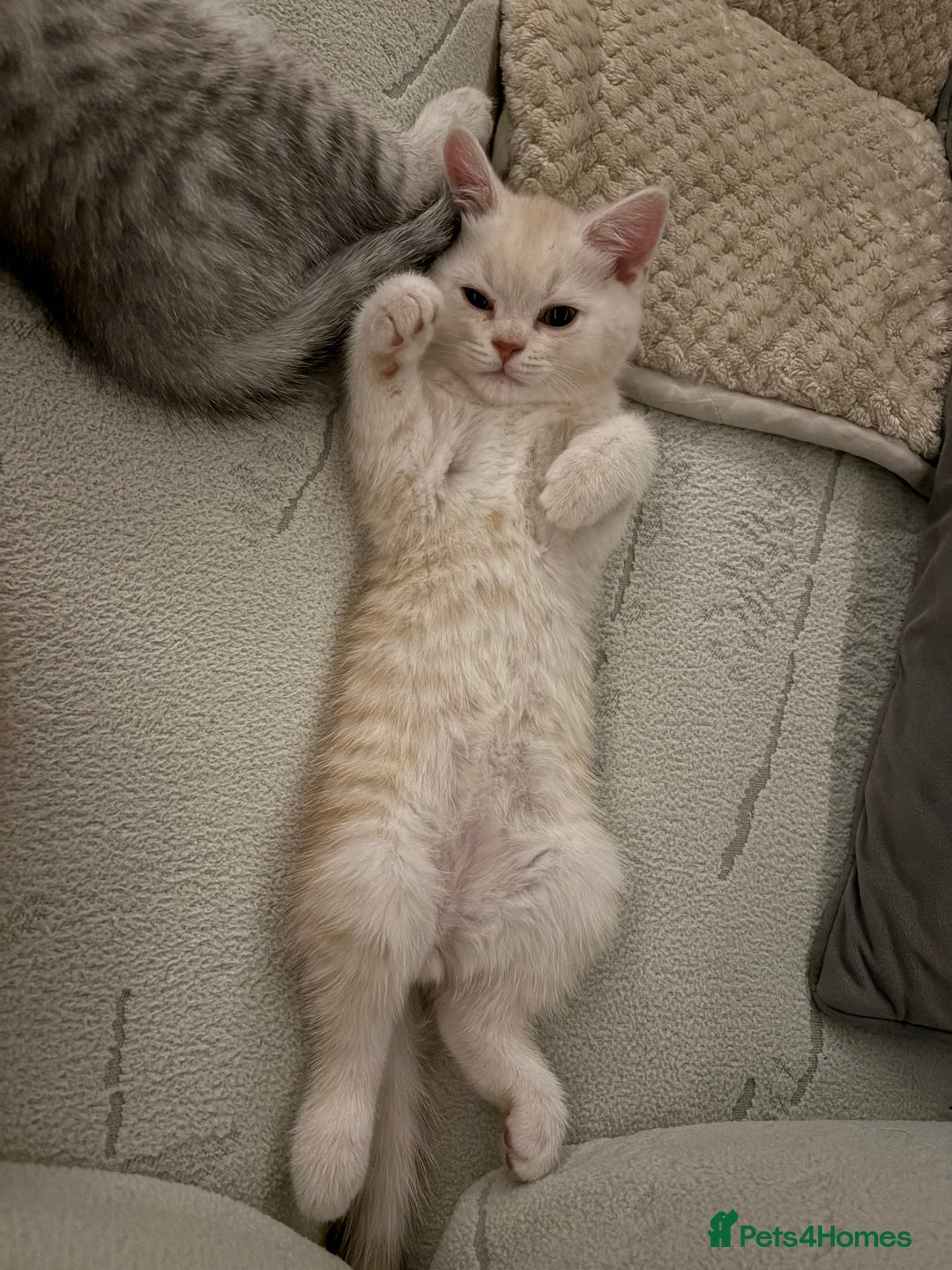 Scottish Fold cats for sale: 5 kittens Ready to find their forever homes  - Image 27