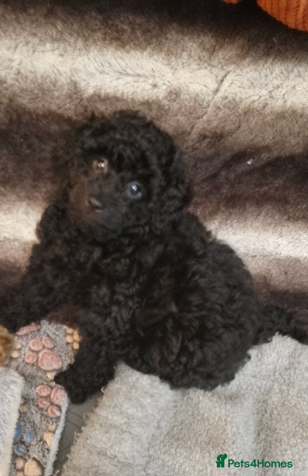 Toy Poodle dogs for sale:  Outstanding Toy Poodle girl fully vaccinated  - Advert 8