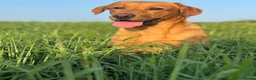 Labrador Retriever dogs for sale: Stunning KC Labrador / 1 boy available 🐾 - Advert 4