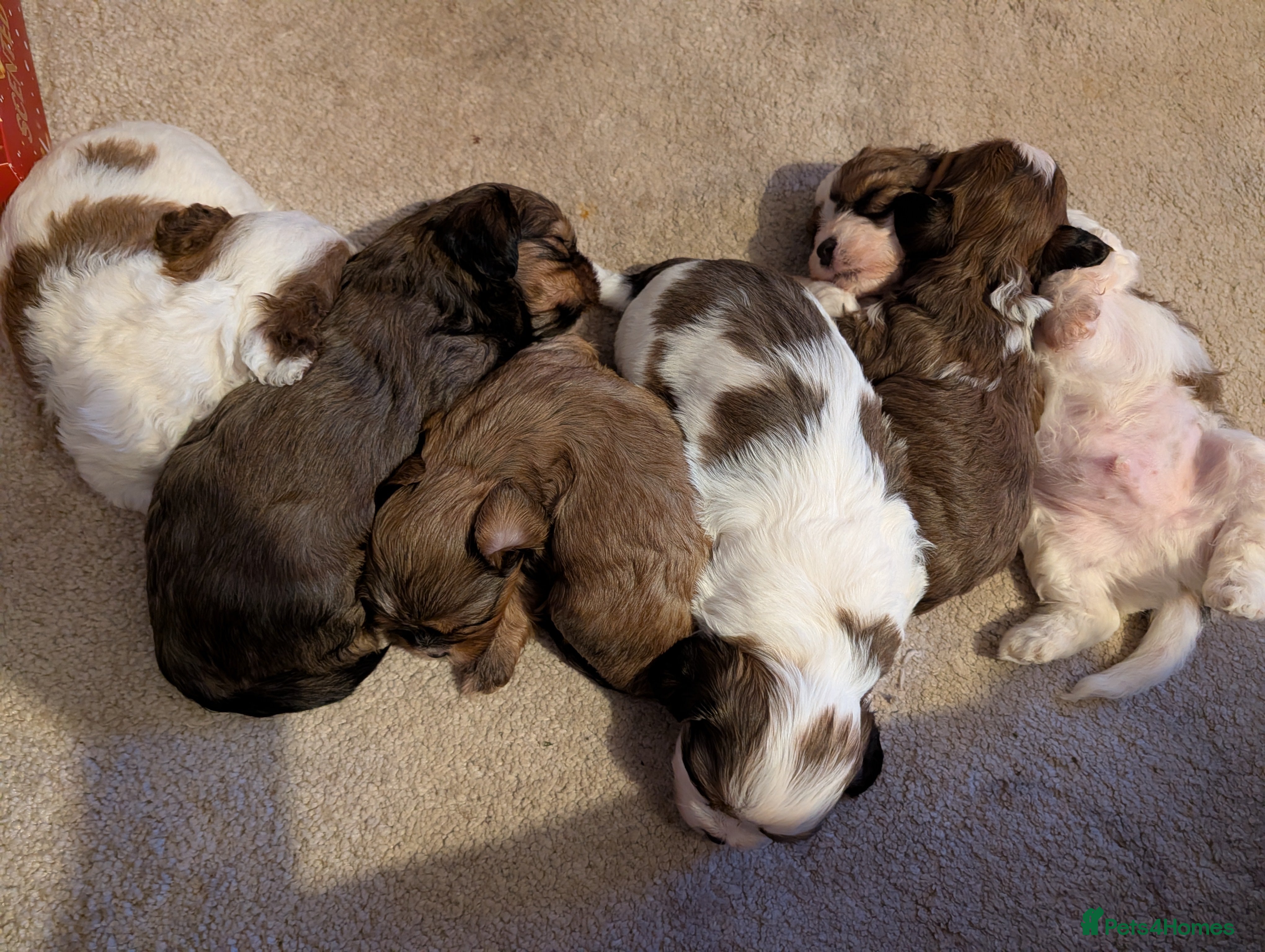 Mixed Breed dogs Beautiful cross Shih Tzu puppies  - Advert 11