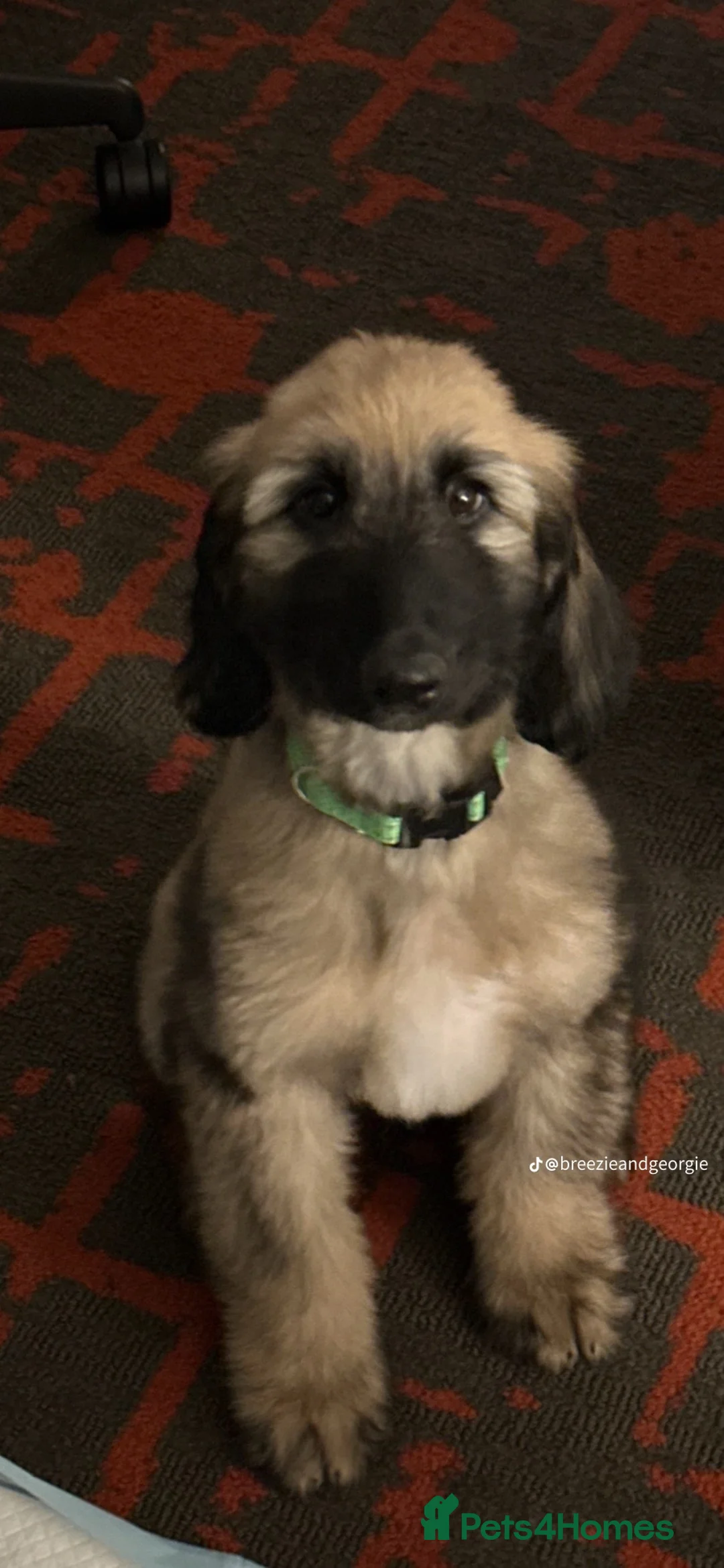 Afghan Hound dogs for sale: Afghan Hound  - Advert 1