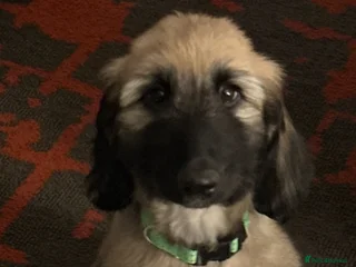 Afghan Hound dogs Afghan Hound - Advert 1