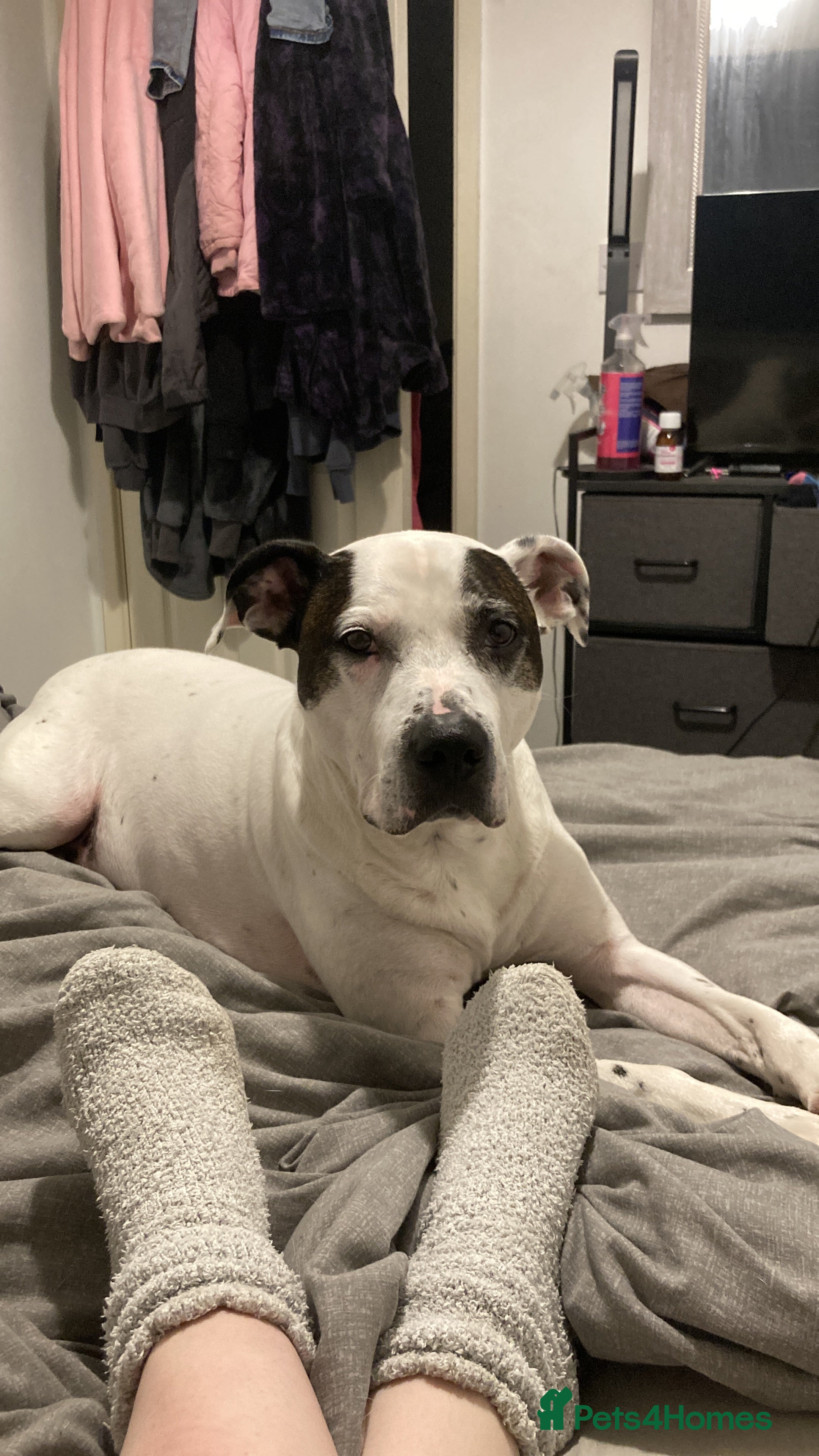 Mixed Breed dogs Staffy cross Dalmatian  - Advert 9