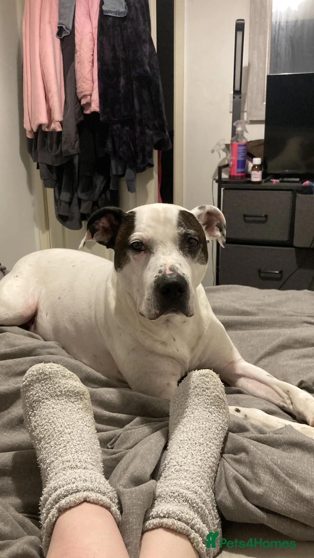 Mixed Breed dogs for sale: Staffy cross Dalmatian  - Advert 1