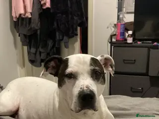 Mixed Breed dogs Staffy cross Dalmatian - Advert 7