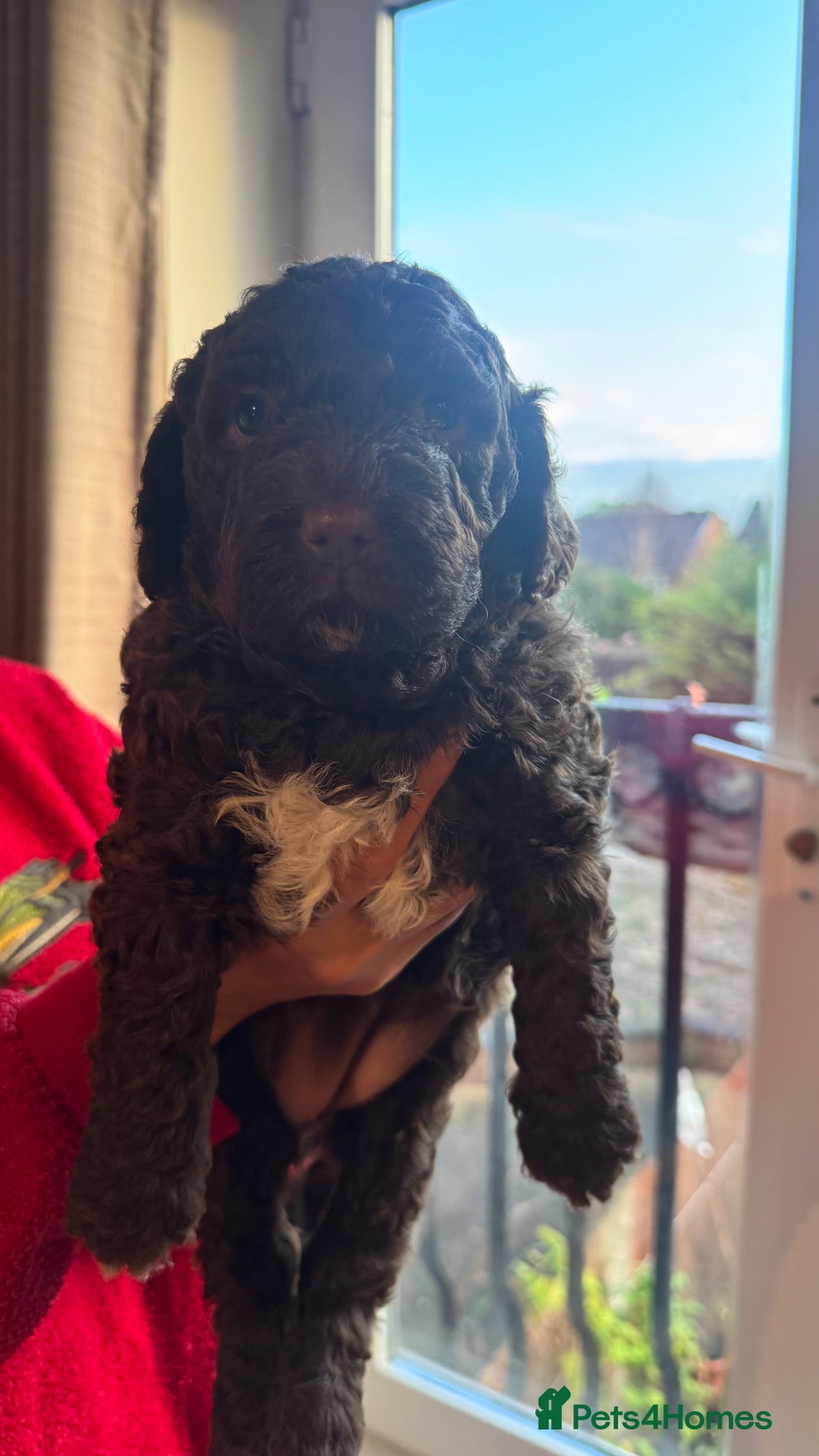 Lagotto Romagnolo dogs for sale: Authentic Lagotto Romagnolo Puppies for Sale KC  - Image 6