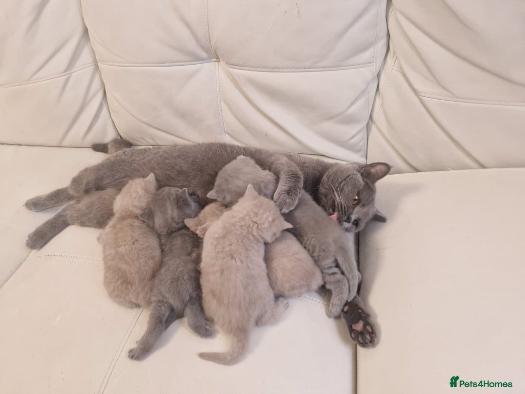 British Shorthair cats for sale: British Shorthair Kittens Blue and Lilac. - Advert 17