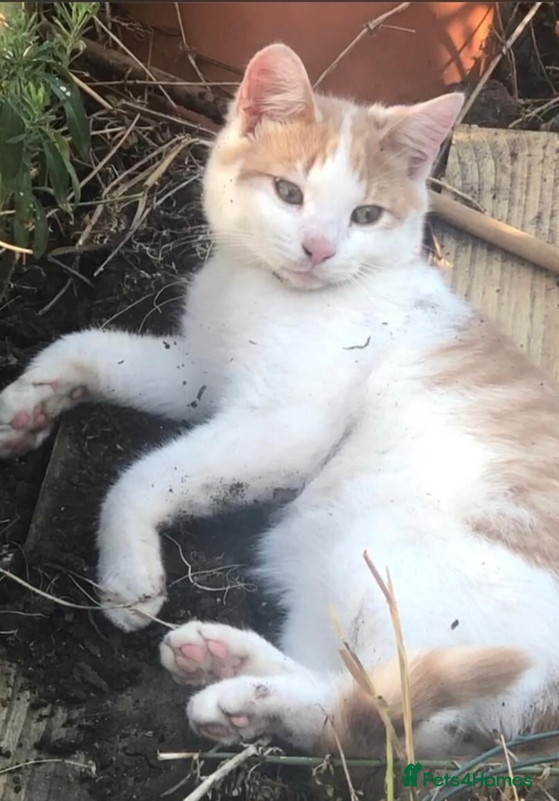 Mixed Breed cats Beautiful kittens - Advert 1