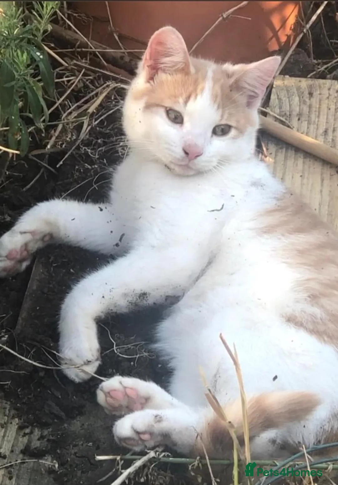 Mixed Breed cats for sale: Beautiful kittens - Advert 1