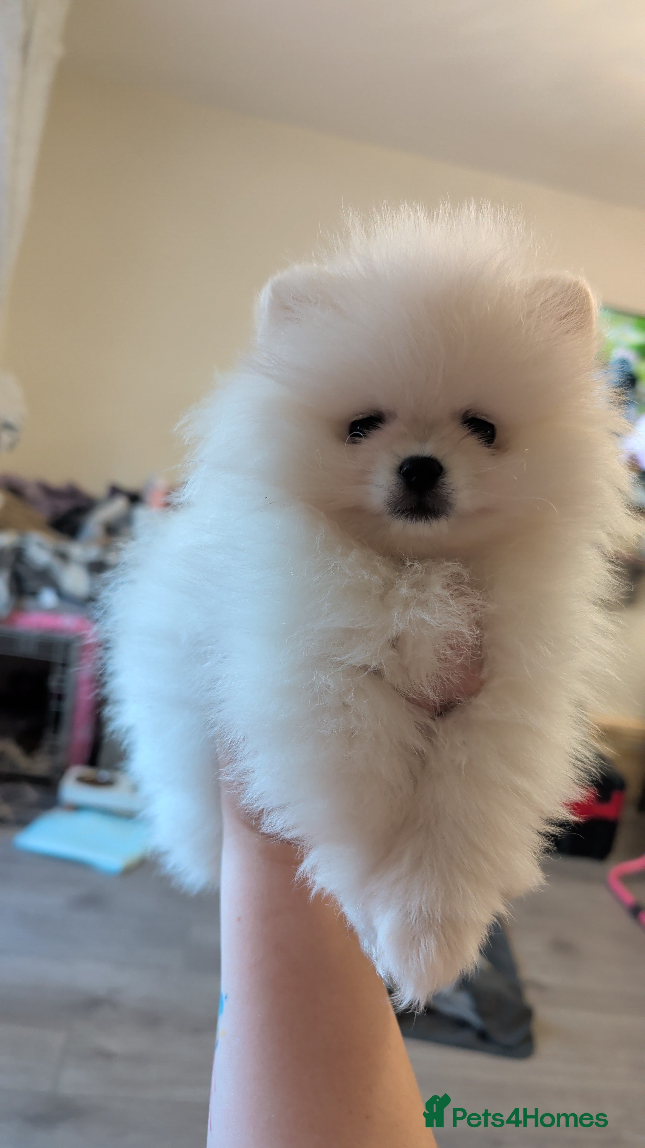 Pomeranian dogs Beautiful tiny Pomeranian girls  ONE LEFT  - Advert 1