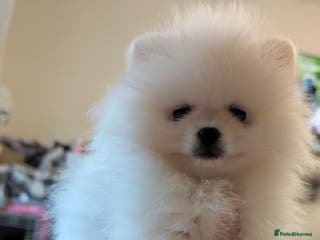 Pomeranian dogs Beautiful tiny Pomeranian girls ONE LEFT - Advert 1