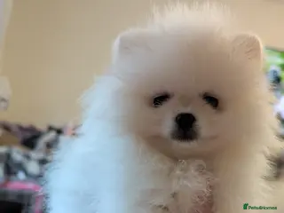 Pomeranian dogs Beautiful tiny Pomeranian girls ONE LEFT - Advert 15