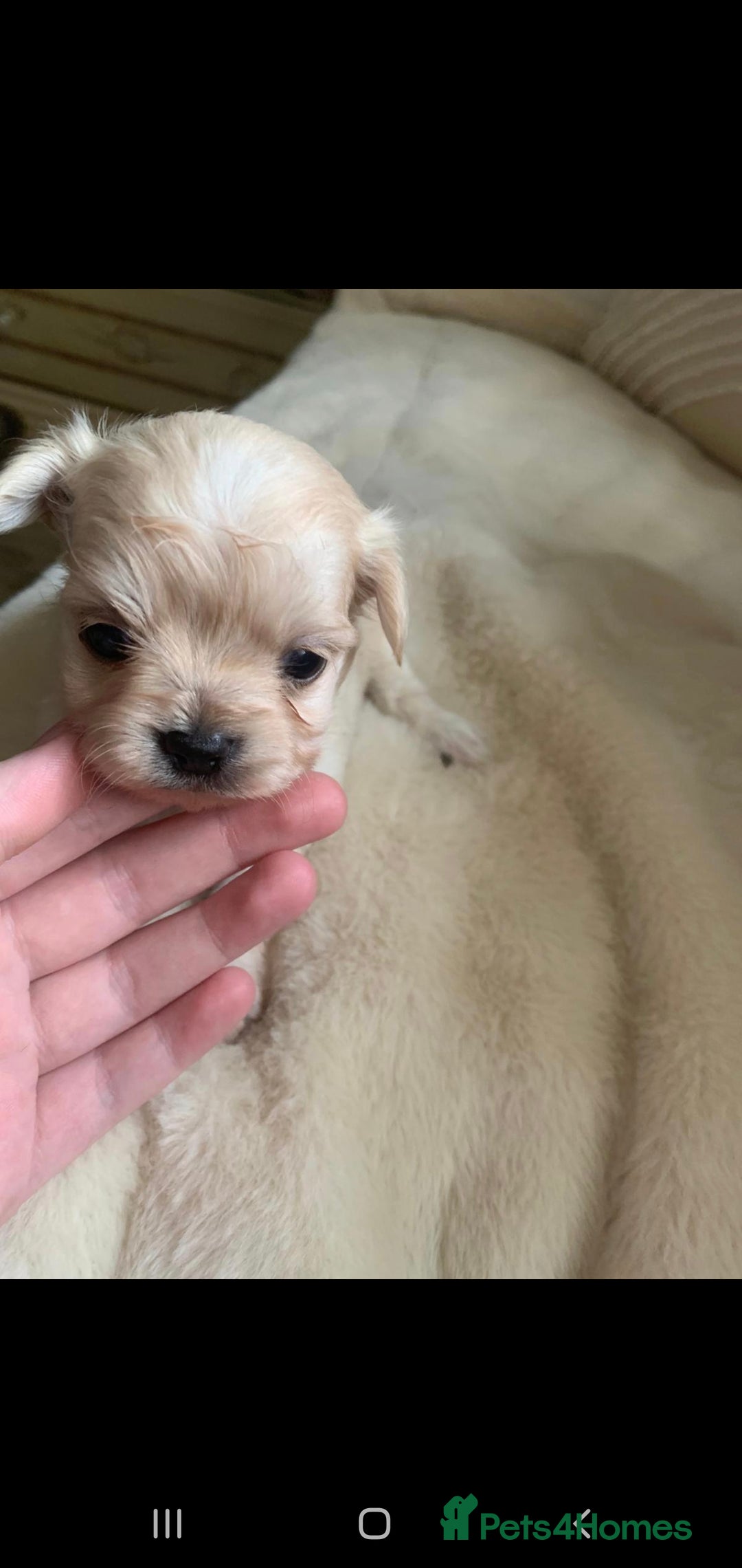 Chipoo dogs for sale: Beautiful Chipoo puppies.  - Advert 22