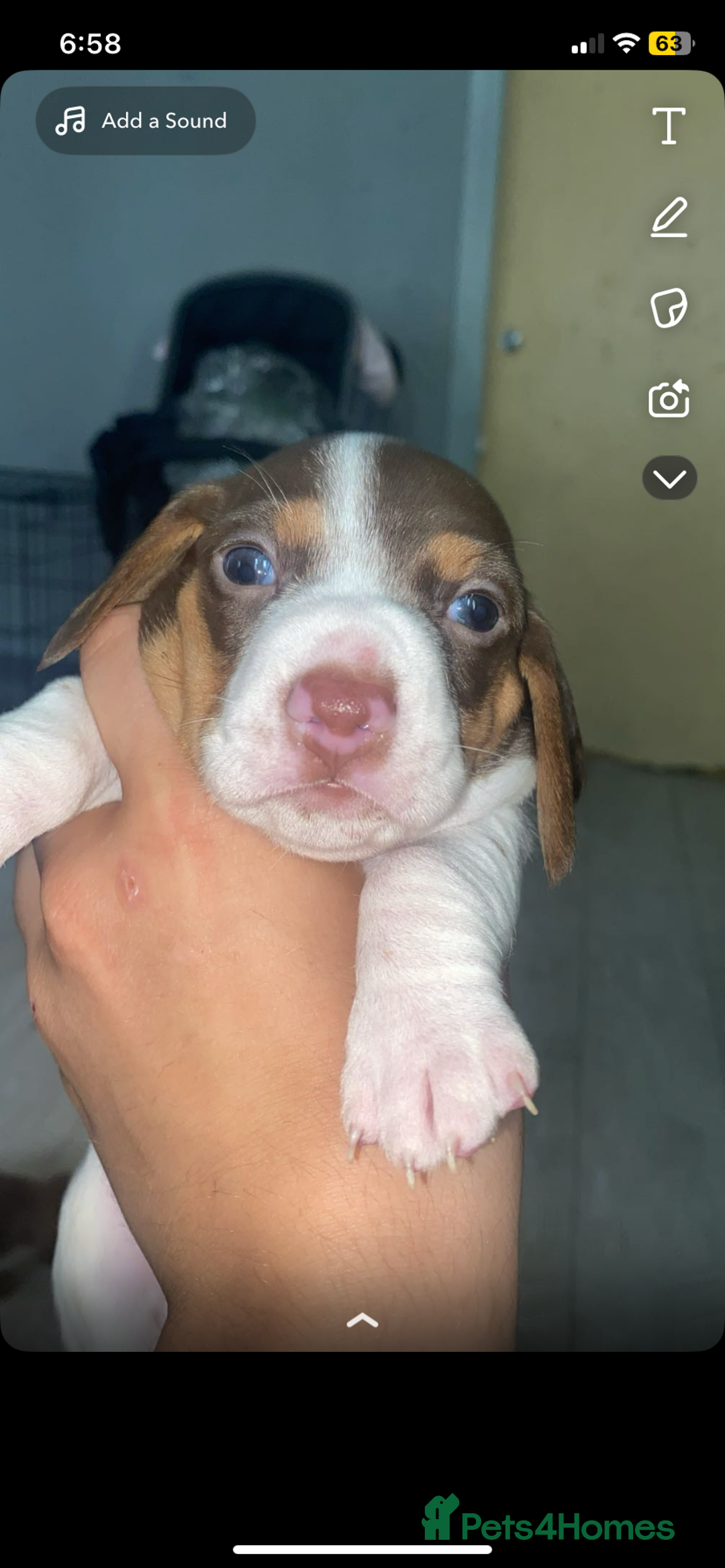 Miniature Dachshund dogs for sale: Miniature dachshund  in Oldham - Image 7