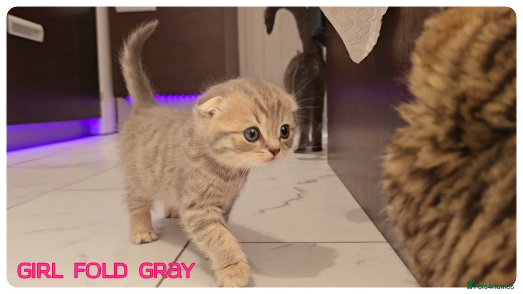 Scottish Fold cats for sale: Scottish Fold Kittens (Delivery available) - Image 2