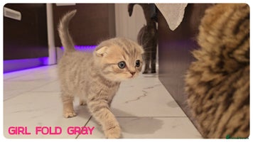 Scottish Fold cats - Advert 14