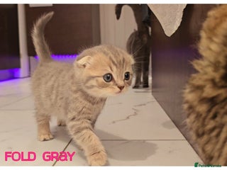 Scottish Fold cats - Advert 1